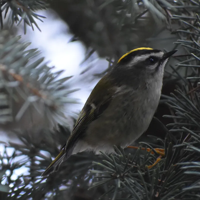 Photo of Regulus satrapa