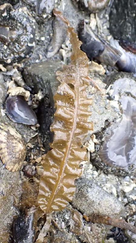 Photo of Alaria marginata