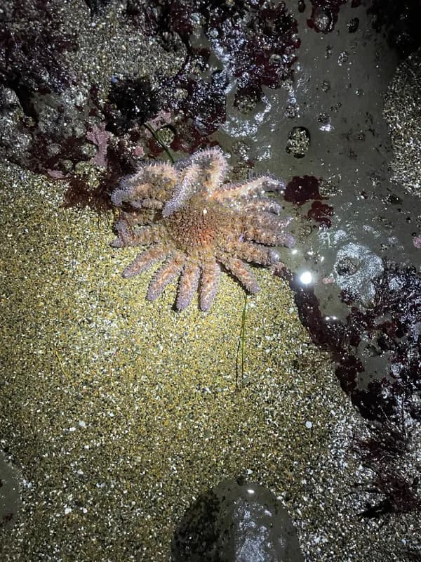Photo of Pycnopodia helianthoides