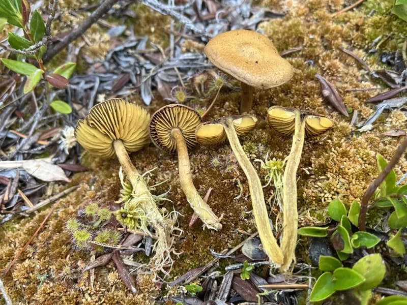 Photo of Cortinarius chrysolitus