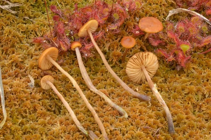 Photo of Galerina tibiicystis