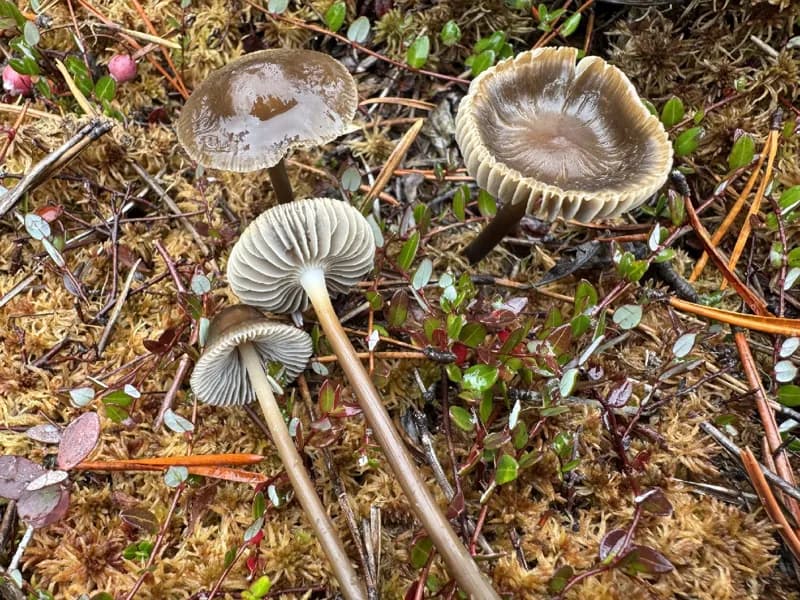 Photo of Mycena megaspora
