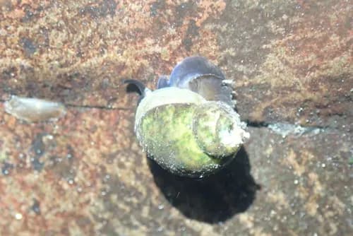 Photo of Fluminicola virens