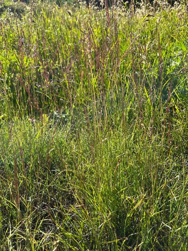 Photo of Calamagrostis breweri