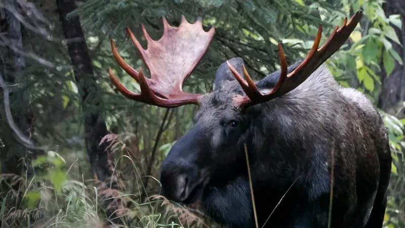 Photo of Alces alces