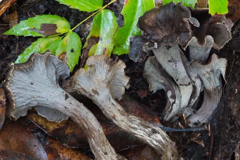 Photo of Craterellus atrocinereus