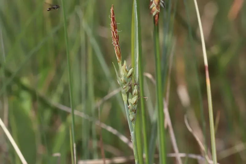 Photo of Carex livida