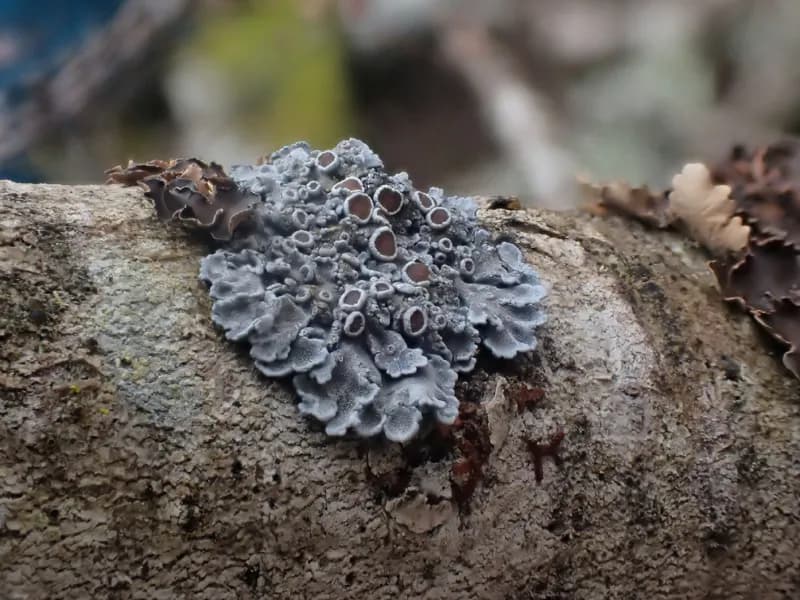Photo of Pannaria oregonensis