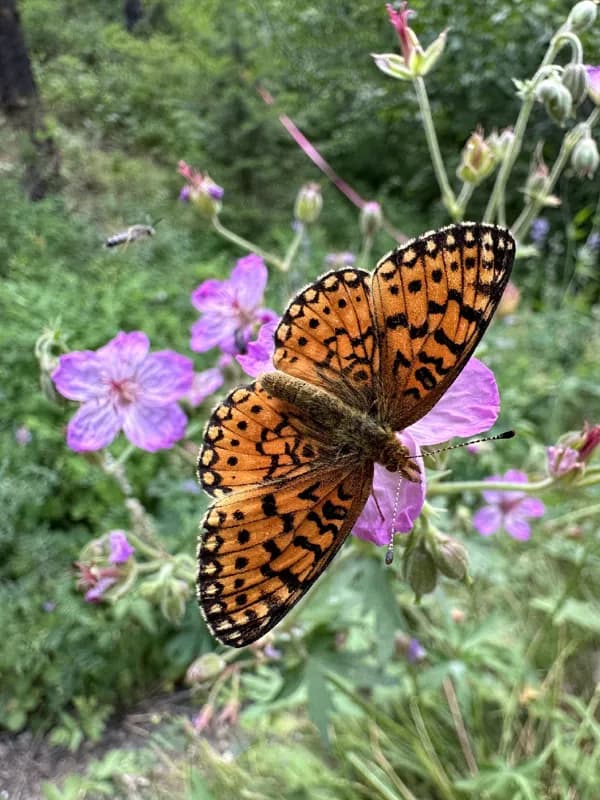 Photo of Boloria myrina