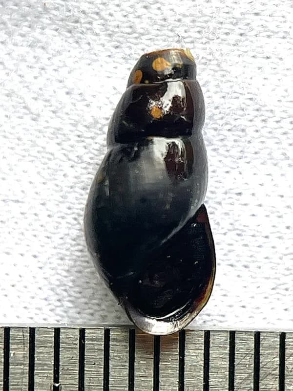 Photo of Juga bulbosa