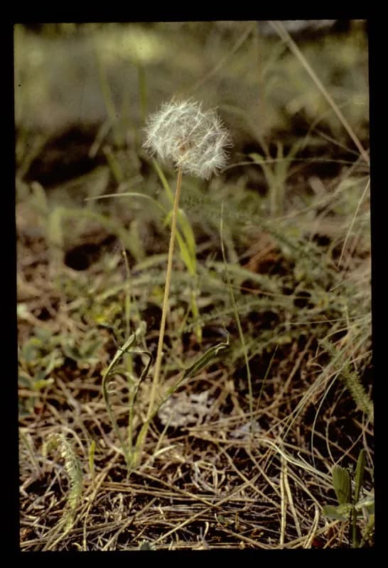 Photo of Agoseris elata