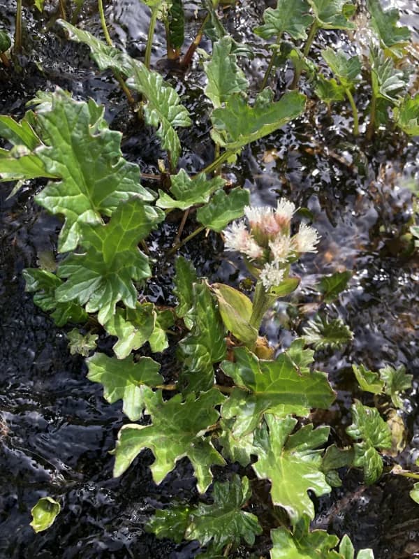 Photo of Petasites frigidus var. frigidus