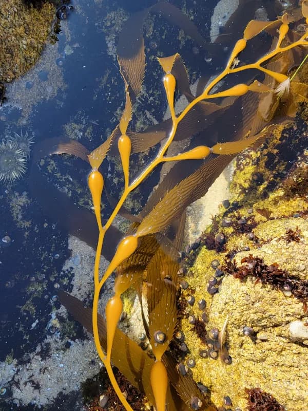 Photo of Macrocystis pyrifera