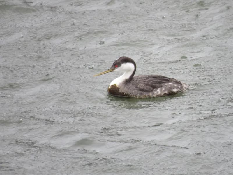Photo of Aechmophorus occidentalis