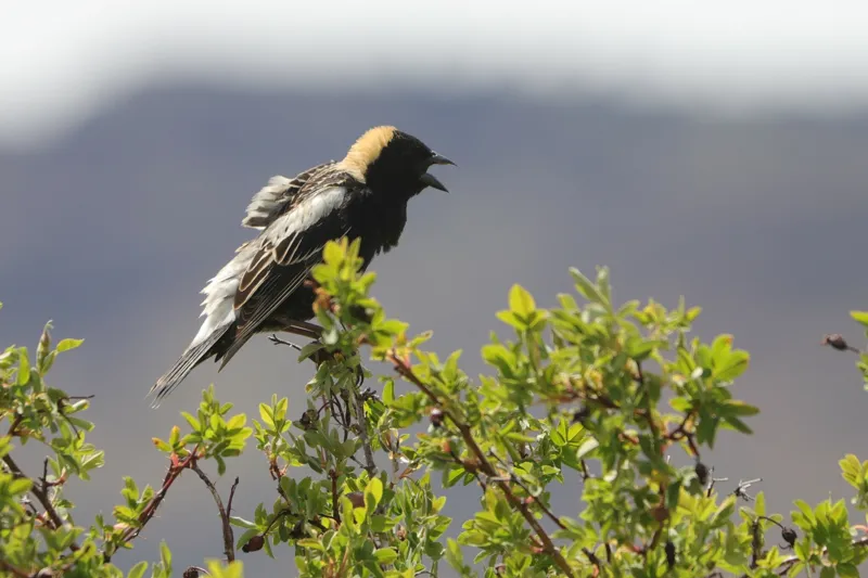 Photo of Dolichonyx oryzivorus