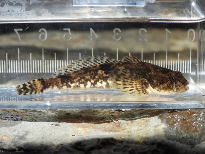 Photo of Cottus tenuis