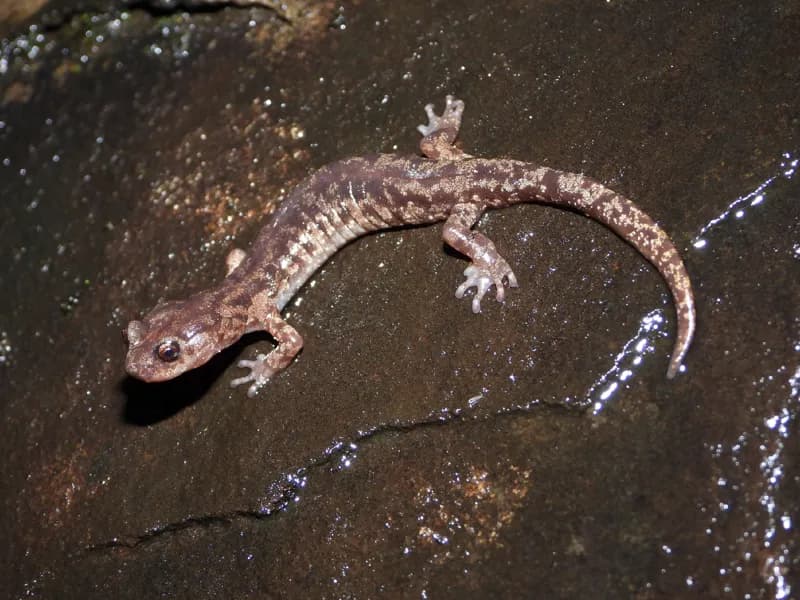 Photo of Aneides ferreus