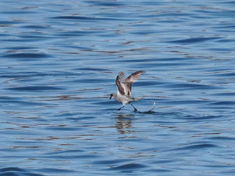 Photo of Hydrobates furcatus