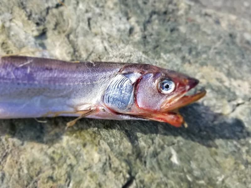 Photo of Thaleichthys pacificus