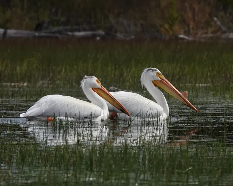 Photo of Pelecanus erythrorhynchos