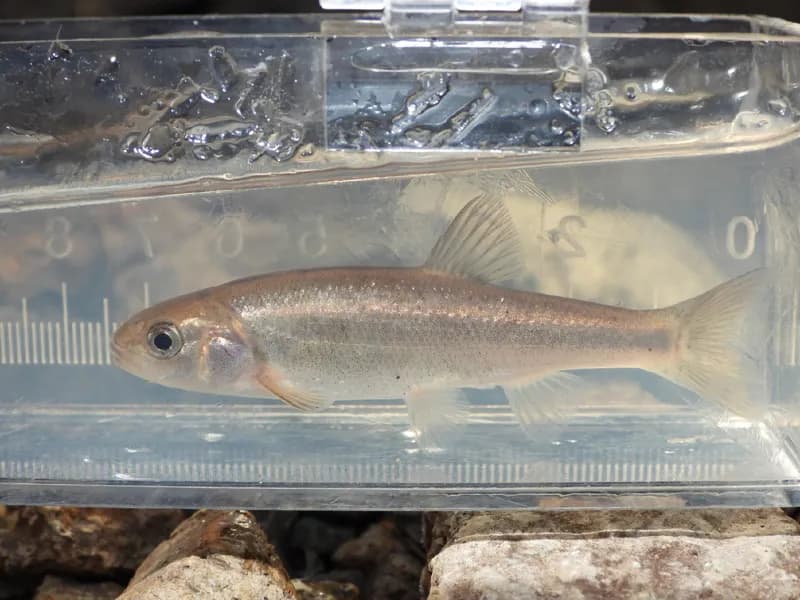 Photo of Hesperoleucus mitrulus