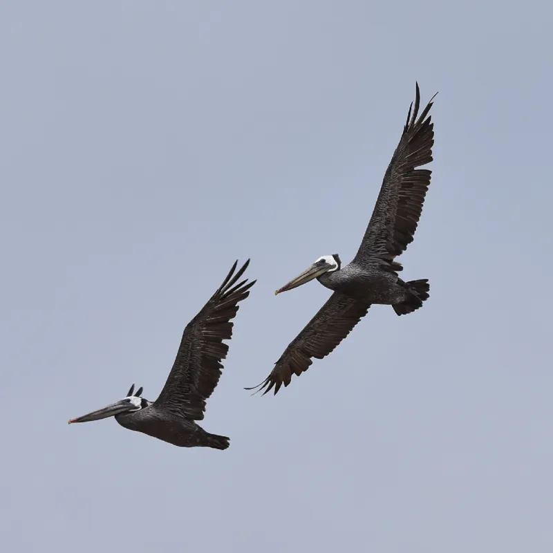 Photo of Pelecanus occidentalis californicus