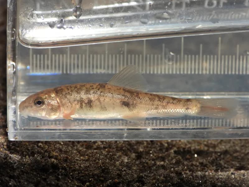 Photo of Catostomus microps