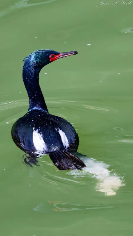 Photo of Urile pelagicus