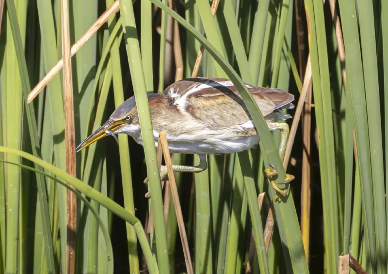 Photo of Botaurus exilis