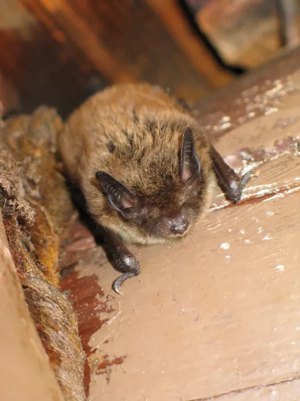 Photo of Myotis lucifugus