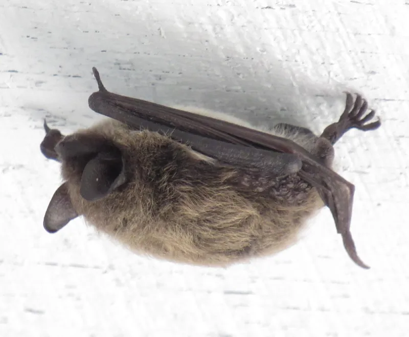 Photo of Myotis yumanensis