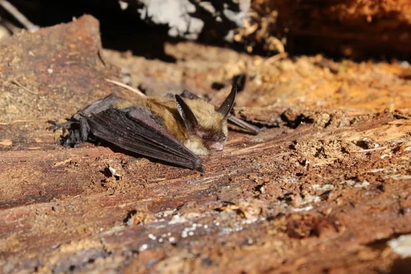 Photo of Myotis evotis