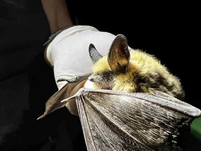 Photo of Myotis thysanodes