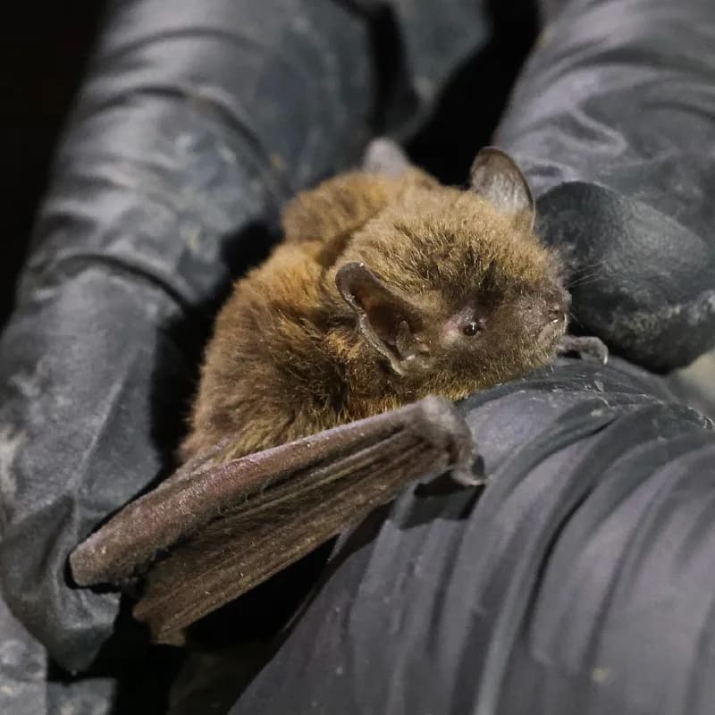 Photo of Myotis volans