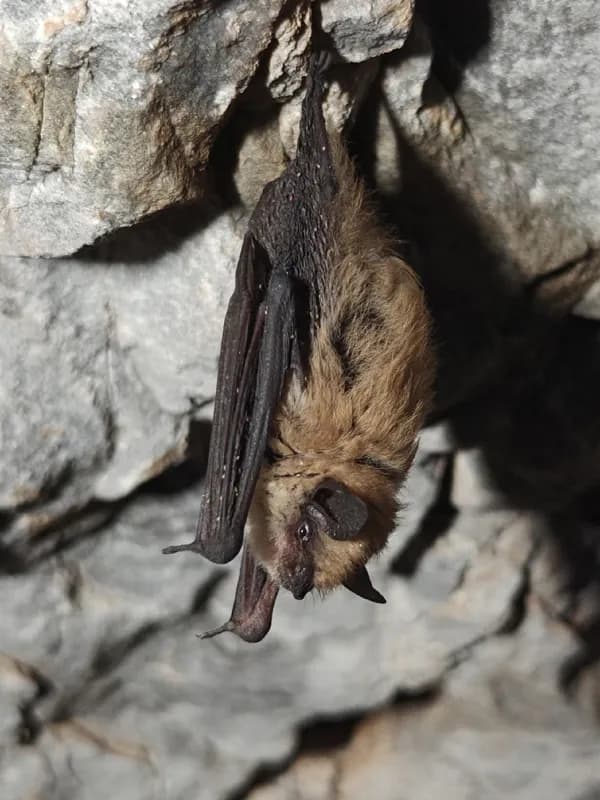 Photo of Myotis californicus