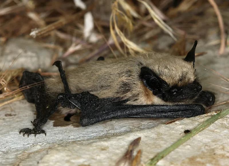Photo of Parastrellus hesperus