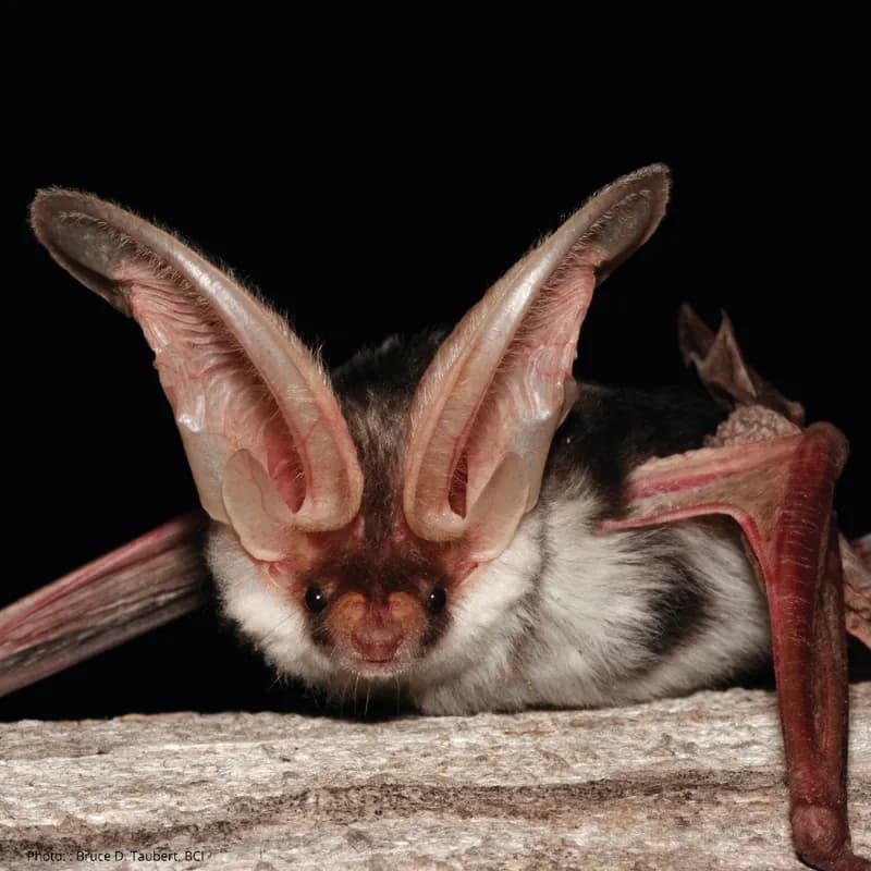 Photo of Euderma maculatum