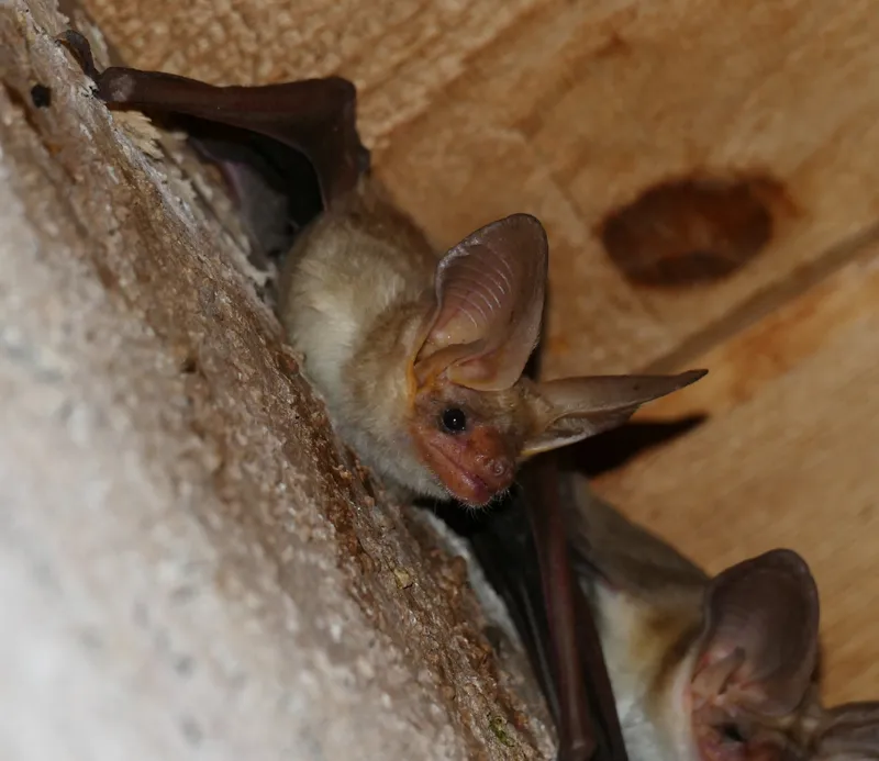 Photo of Antrozous pallidus