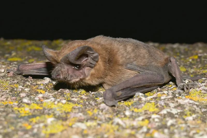 Photo of Tadarida brasiliensis