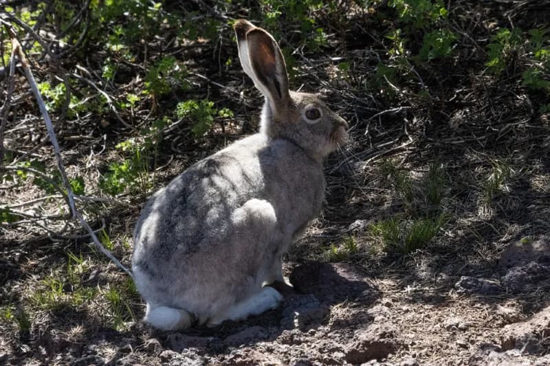 Photo of Lepus townsendii