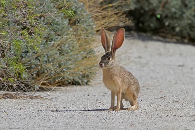 Photo of Lepus californicus