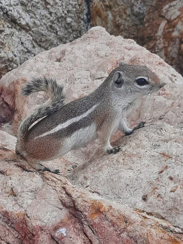 Photo of Ammospermophilus leucurus