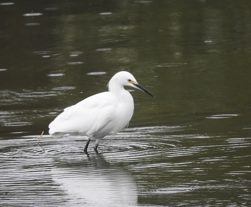 Photo of Egretta thula