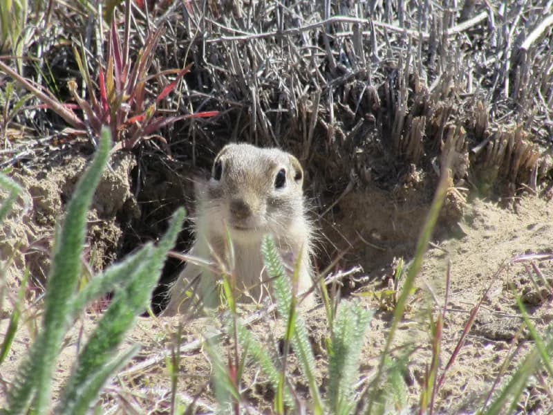 Photo of Urocitellus washingtoni