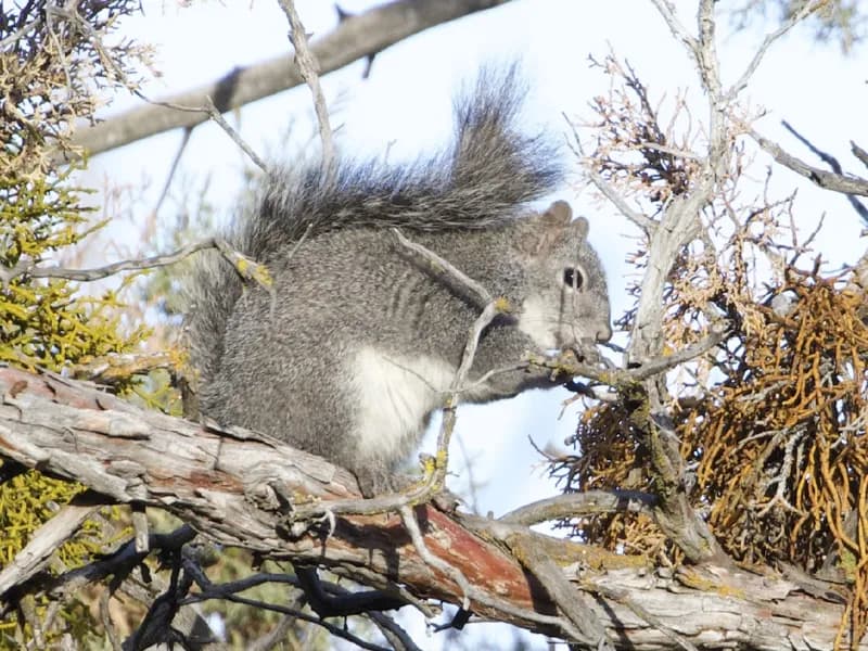 Photo of Sciurus griseus