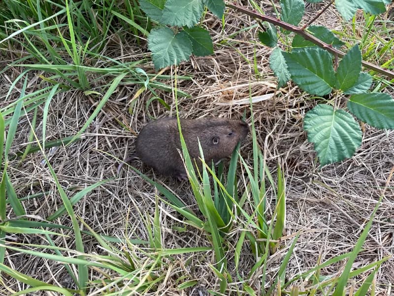 Photo of Thomomys bulbivorus