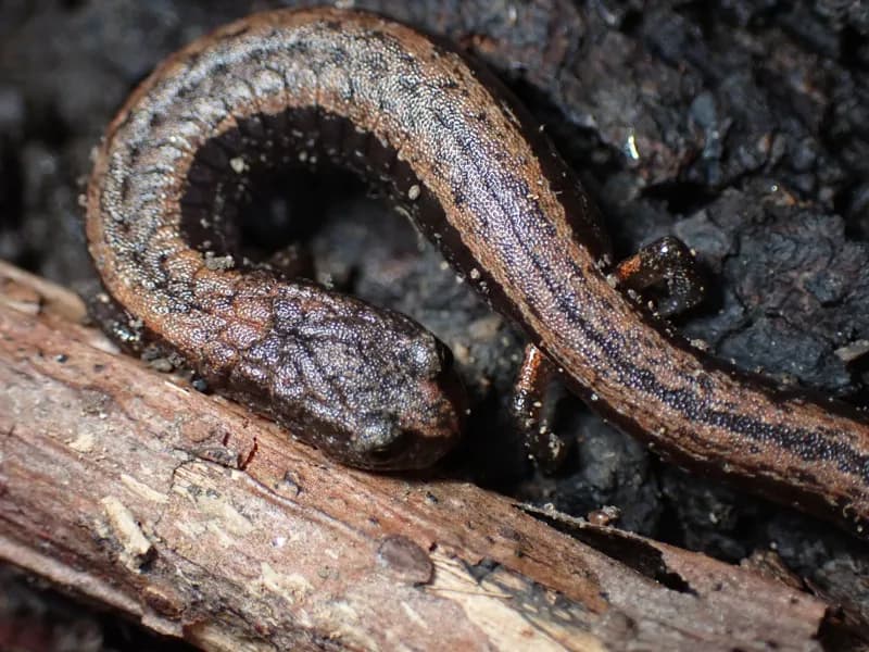 Photo of Batrachoseps attenuatus