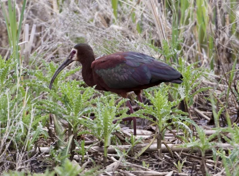 Photo of Plegadis chihi
