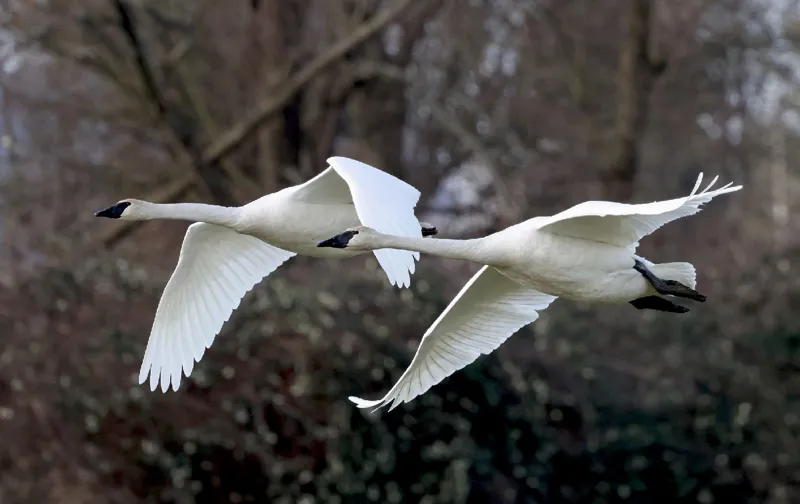 Photo of Cygnus buccinator