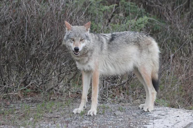 Photo of Canis lupus